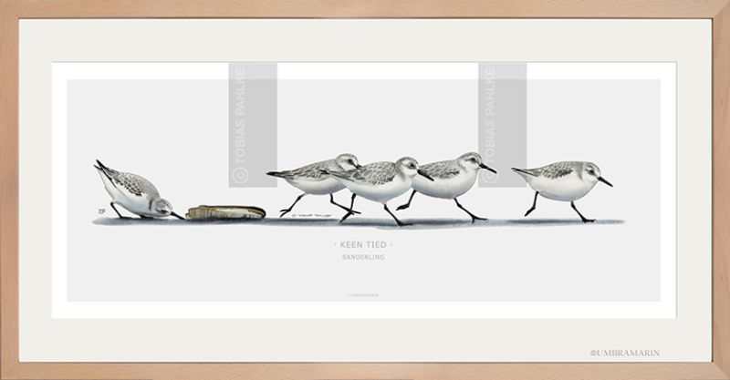 "No time" / Sanderling